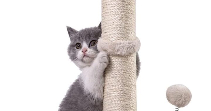 Cat Scratching Posts That Actually Work: Top 5 Genius Picks for 2025