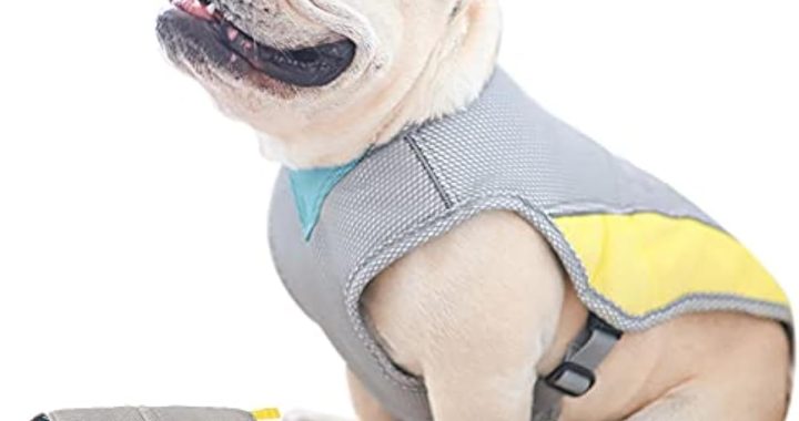 Ultimate French Bulldog Summer Essentials for 2025