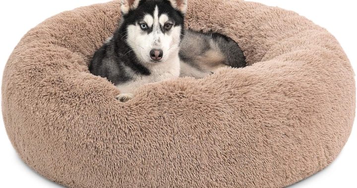 Dog Beds Orthopedic & Cozy Comfort: Top 10 Picks for May 2025